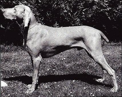 Khamsynn Cardinal Synn | Weimaraner 