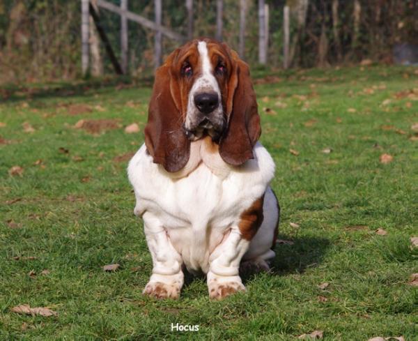 Hocus pocus du clos dominant | Basset Hound 