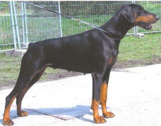 Phanouk Les Deux Peupliers | Black Doberman Pinscher