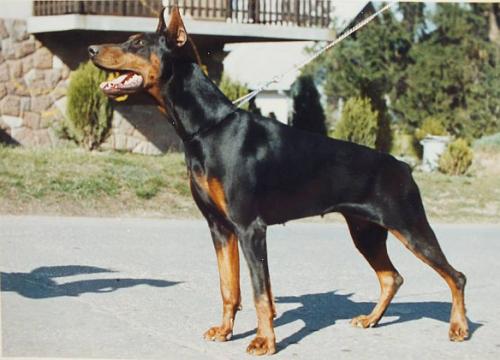 Arany-Sarkany Regi | Black Doberman Pinscher