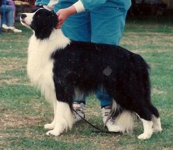 Reakasso Blaze In Blacdimonz | Border Collie 