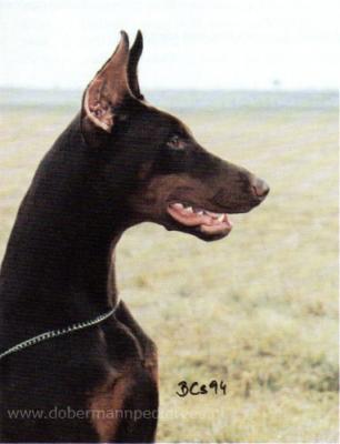 Gold-Drachen Dirty Dancing | Brown Doberman Pinscher