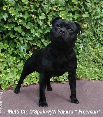 D'Spain Fuego Negro Yakuza | Staffordshire Bull Terrier 