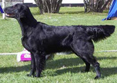 Almanza Playmate of the Year | Flat-Coated Retriever 