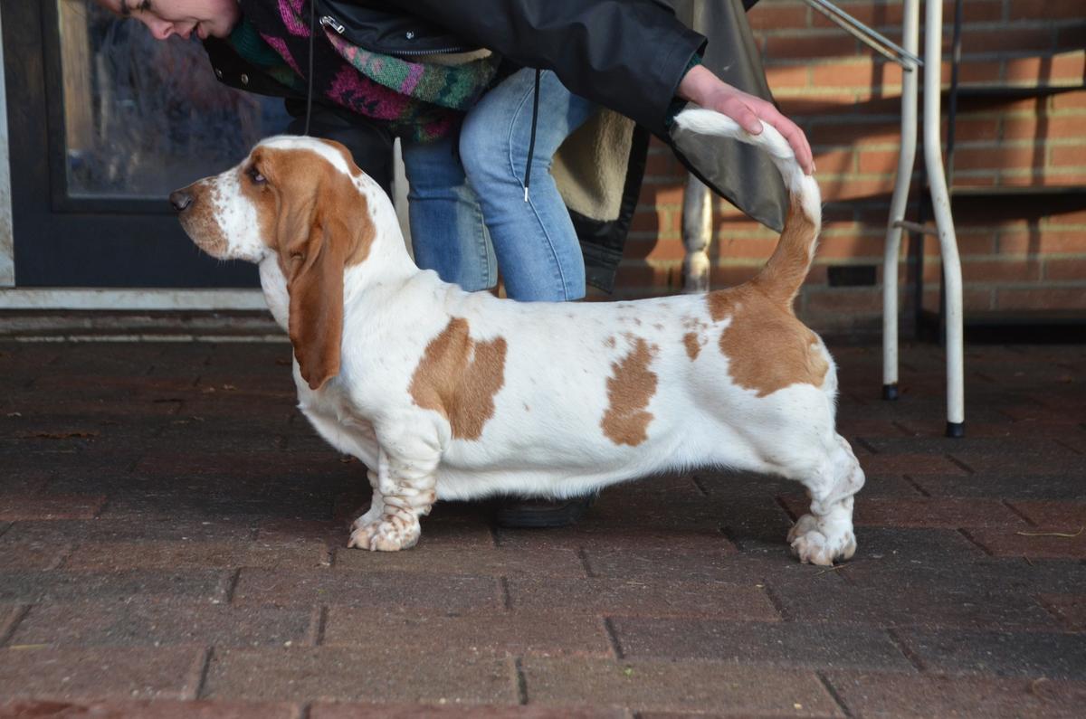 Di Casa Dal Pino Eden | Basset Hound 