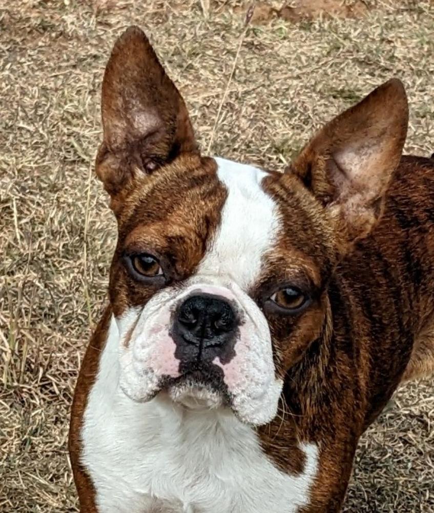 Sitsler's Trick or Treat | Boston Terrier 