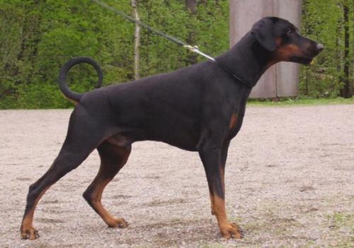 Toscanina's Formula X | Black Doberman Pinscher