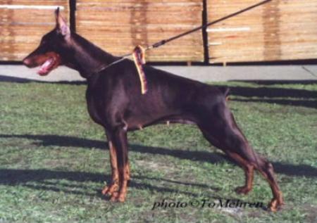 Gemielle D'Amour del Citone | Brown Doberman Pinscher