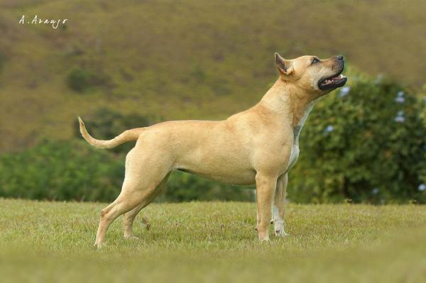 Filó Sofia New Kraftfeld | American Staffordshire Terrier 