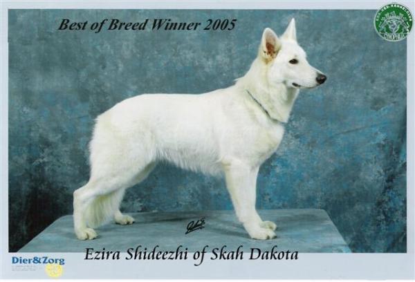 Ezira-Shideezhi Of Skah Dakota | White Swiss Shepherd Dog 