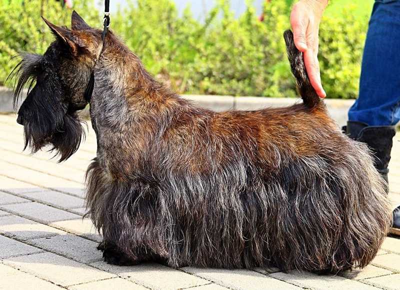 FOR BETTER AND WORSE Terra Alite | Scottish Terrier 