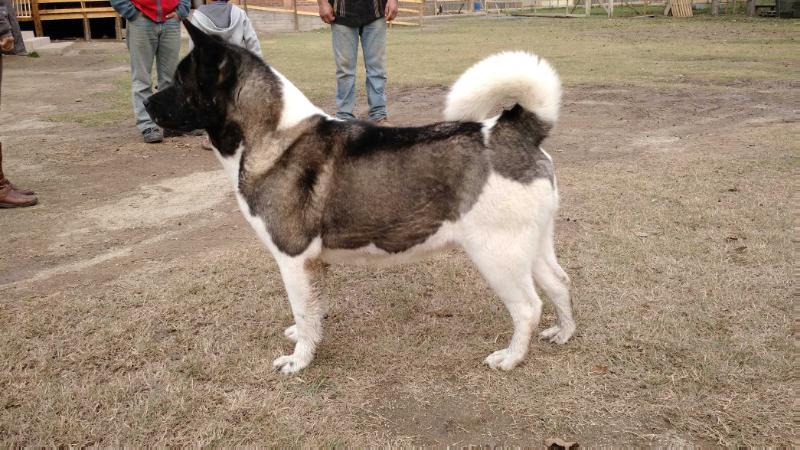 Anais del Astro Rey | Akita 