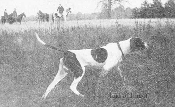 Lad of Jingo (Jingo x Pearls Dot) | Pointer 