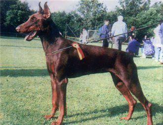 Batik del Citone | Brown Doberman Pinscher