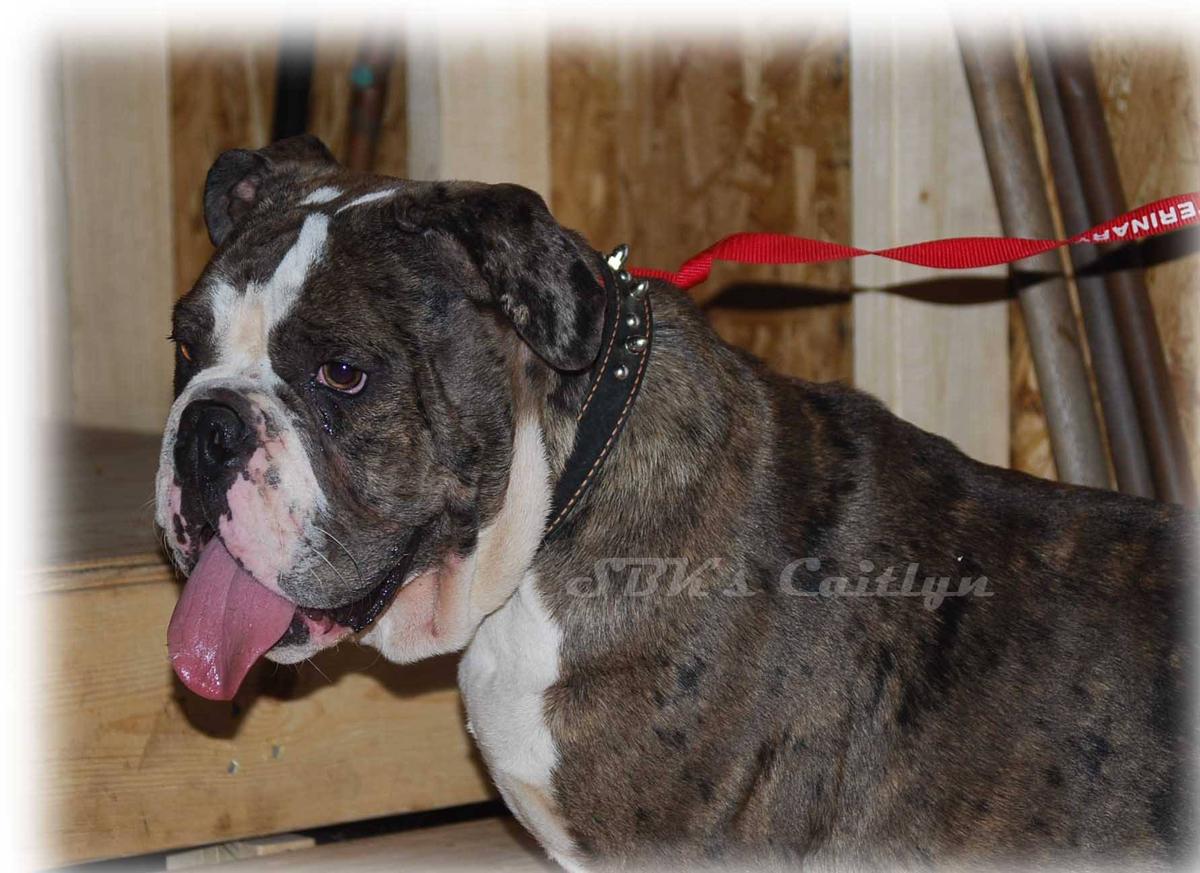 SBK’s Caitlyn | Olde English Bulldogge 