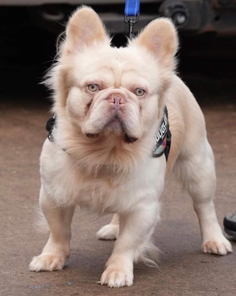 Flozzy Bear Re Import(The Fluffy) | French Bulldog 