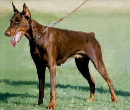 Zulia Zema del Citone | Brown Doberman Pinscher