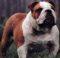 Rossmoor | Olde English Bulldogge 