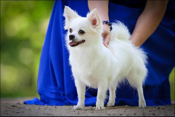 Bella-Faina milagos lorencio | Chihuahua 