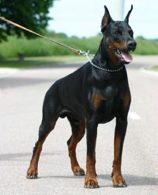 Skay Dallas de Lea Modena | Black Doberman Pinscher