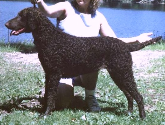 SoftMaple's International Fling | Curly Coated Retriever 