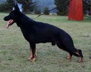 Arek z Mandragory | German Shepherd Dog 