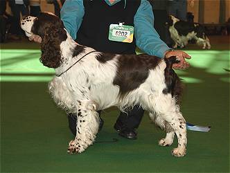 TRIMERE TRADE SECRET | English Springer Spaniel 