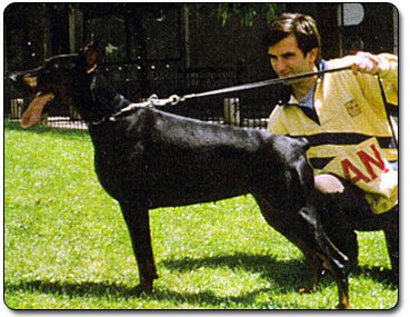 Britta Alan's Proud | Black Doberman Pinscher
