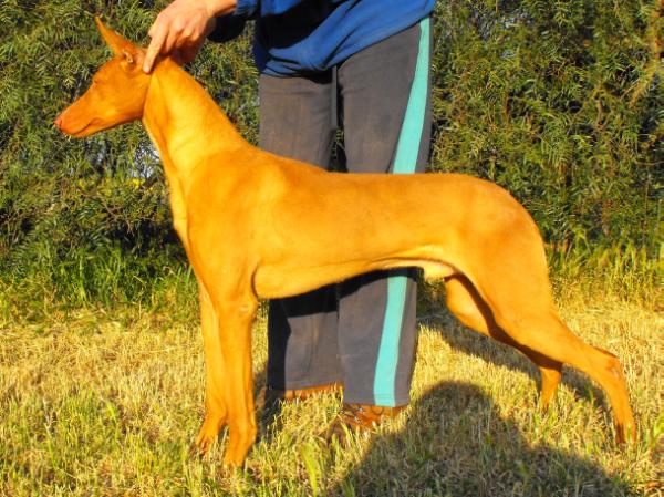 vicoridge lotsa drive | Pharaoh Hound 