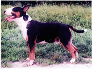 LAUREOLA'S BALOU | Bull Terrier 