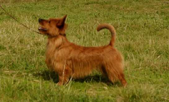 Bluepepper's Dancing Squirrel | Australian Terrier 