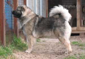 Kavkazskoy Natsionalosti Ohta | Caucasian Mountain Dog 