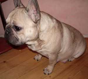 Faila Monstras | French Bulldog 