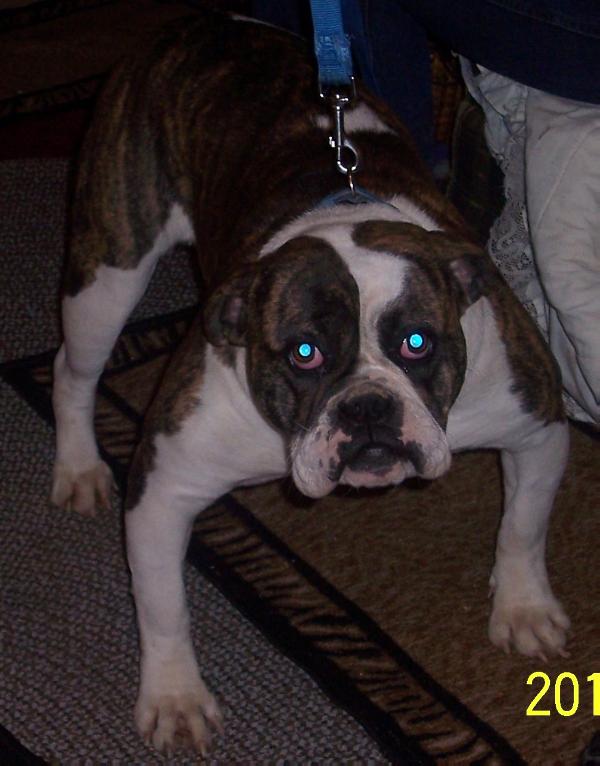 BuffaloCreek's Layla 2 of X.S.B.'s | Olde English Bulldogge 