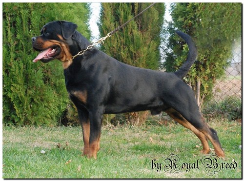 Kochiz from Royal Breed | Rottweiler 