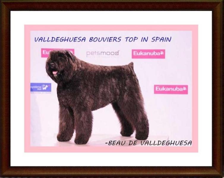 Beau de Valldeghuesa | Bouvier des Flandres 