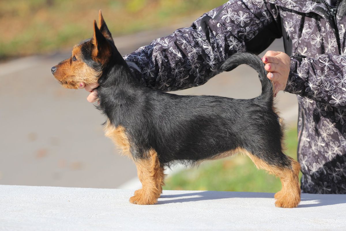 Xasna iz Zvezdnogo Grafstva | Australian Terrier 