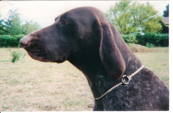 Linda du Chant des Oiseaux | German Shorthaired Pointer 