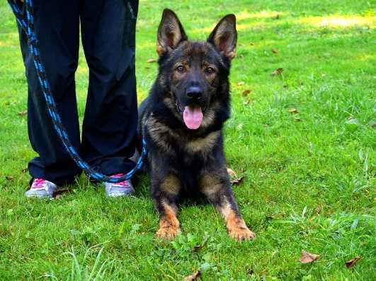 Cato z Hudankovy zahrady | German Shepherd Dog 