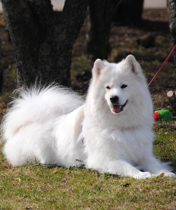 Belyi Volk Beatris | Samoyed 