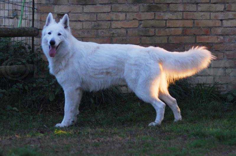 Lungoresina Cristal Ice | White Swiss Shepherd Dog 