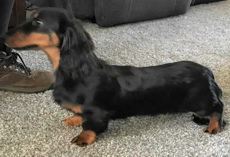 OzO's Sir Logan Of Fremar @ Cldoxies MLbt | Dachshund 