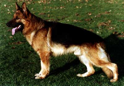 Asslan di Ca San' Marco | German Shepherd Dog 