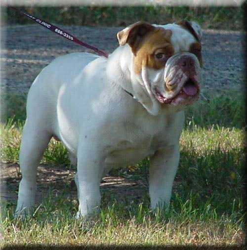 RockRoll's Royce | Olde English Bulldogge 