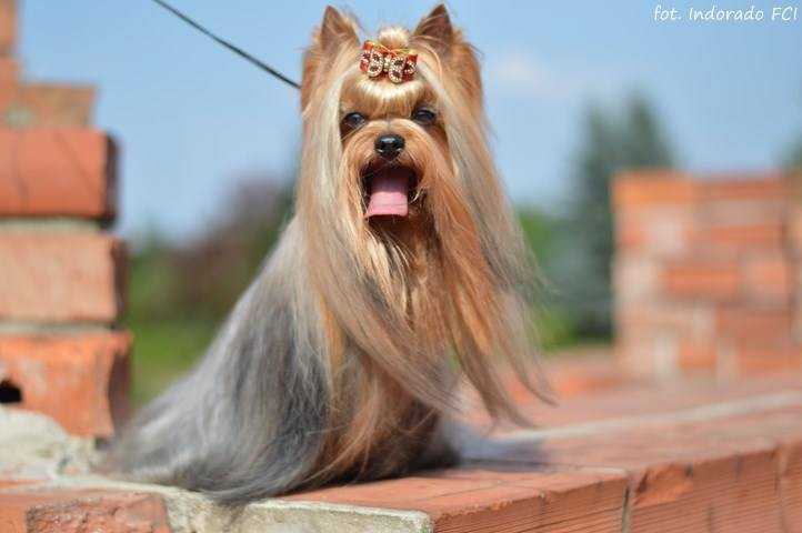 MR TORRES IMPERIAL Indorado FCI | Yorkshire Terrier 