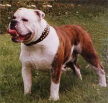 FAB'S Bob | Olde English Bulldogge 