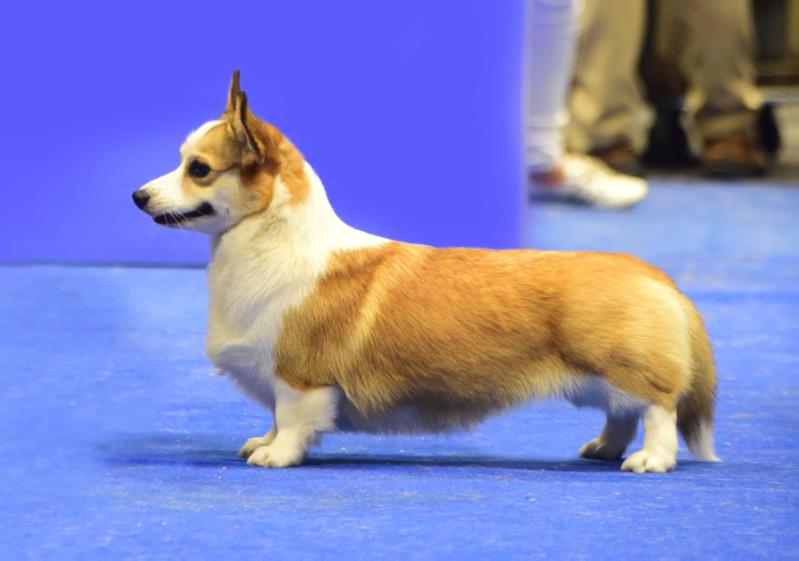 Juliet Rose Telman Haus | Pembroke Welsh Corgi 