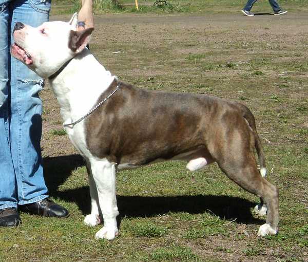 Rus Neva-Da Osborn | American Staffordshire Terrier 