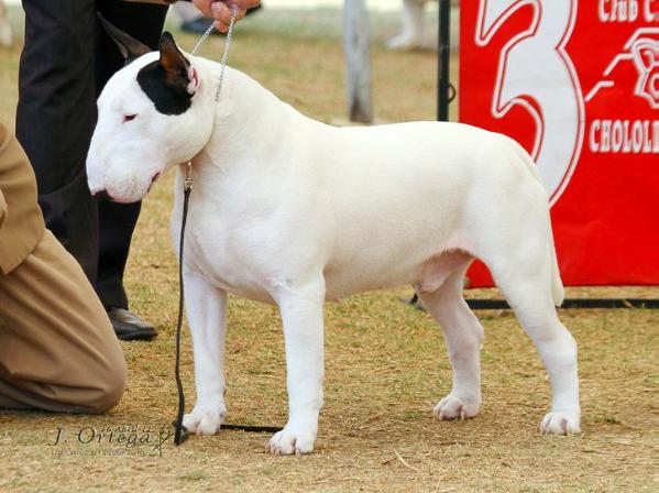 El Gato Moron de Javesam | Bull Terrier 