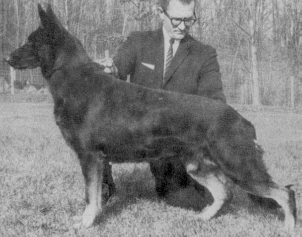 Esther Vom Pilgersberg | German Shepherd Dog 
